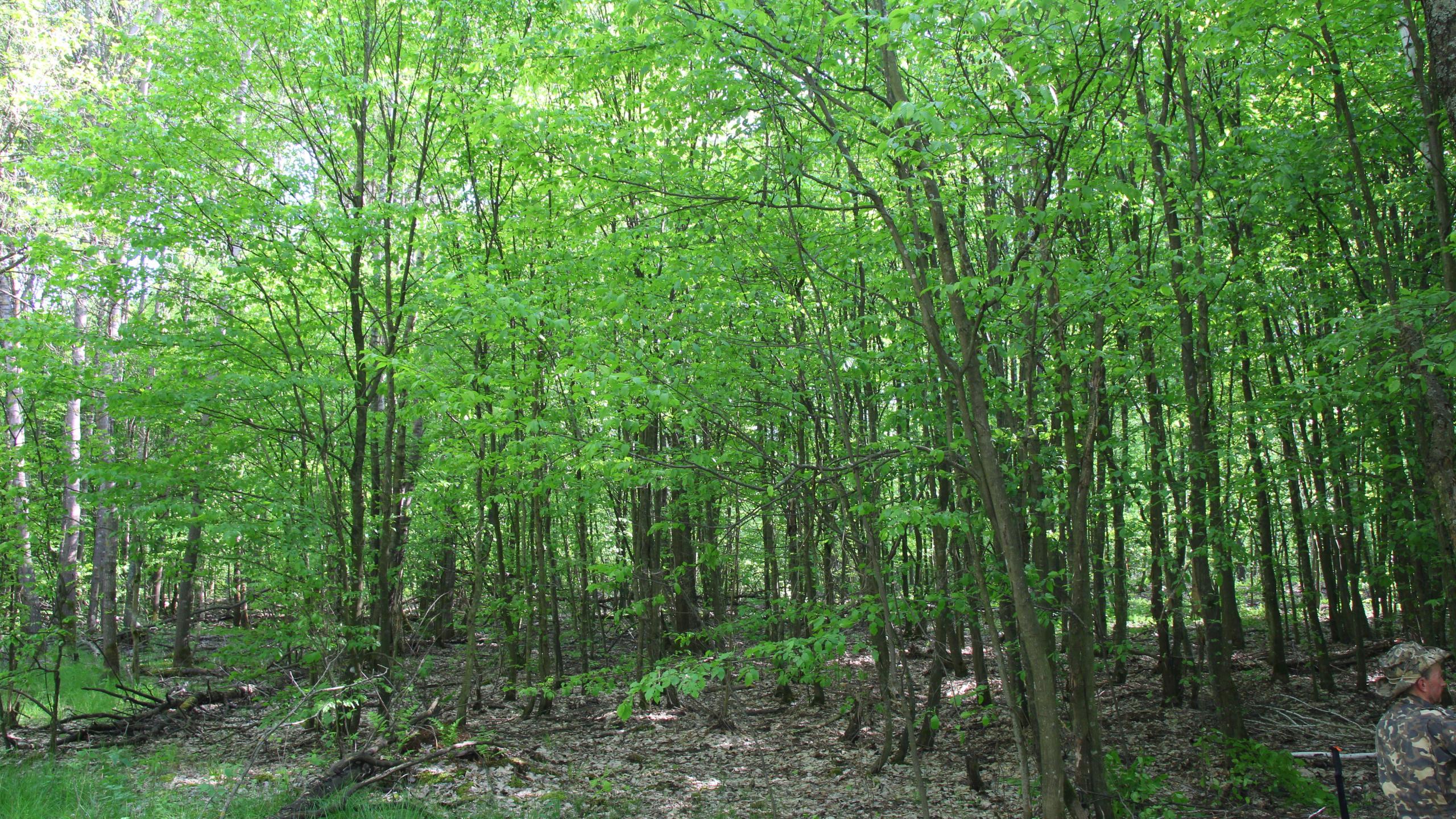 Tsjernobyl red forrest