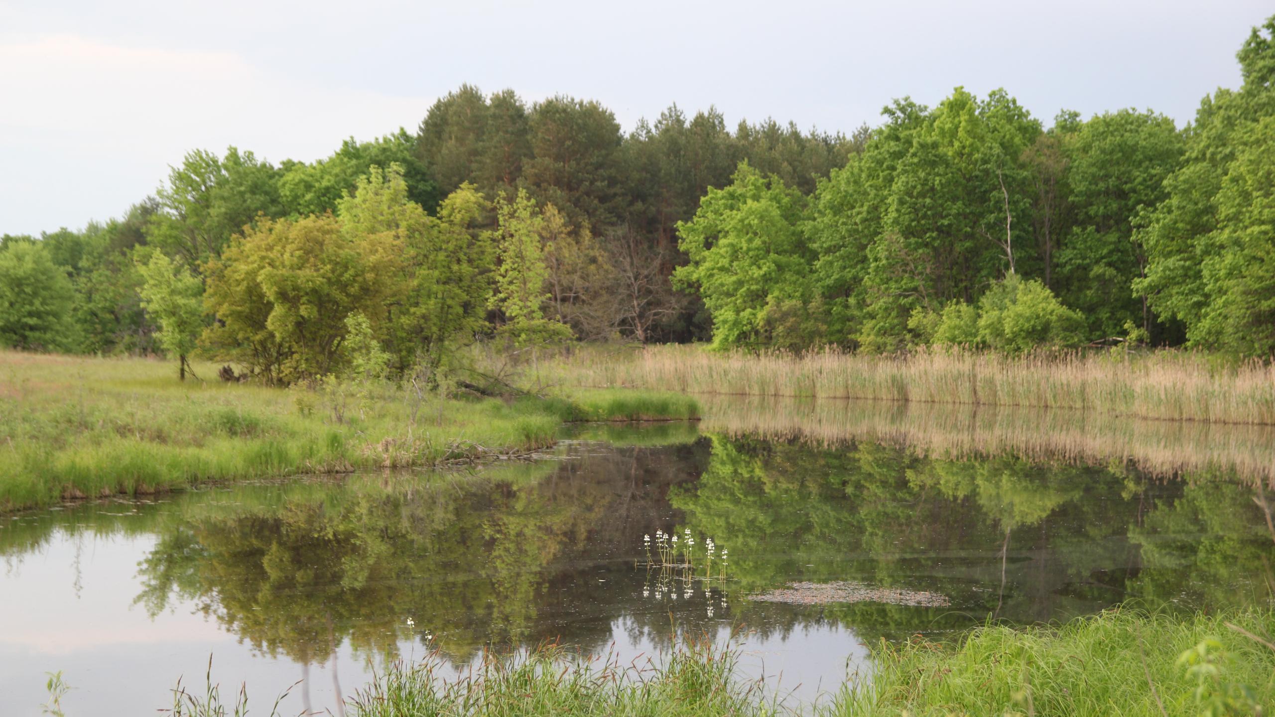 Tsjernobyl natuur