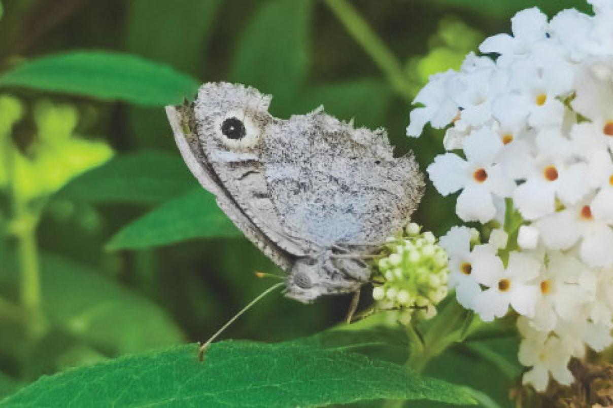 Een heivlinder zit in een bloemenstruik. De vlinder heeft vleugels met een bruine en grijze camouflagepatroon. De vleugels zijn gesloten, met een kleine oogvlek zichtbaar op de achtervleugel.