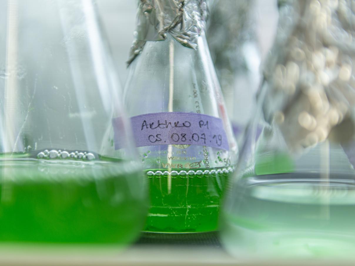 INSPIRATION Spirulina (2019)