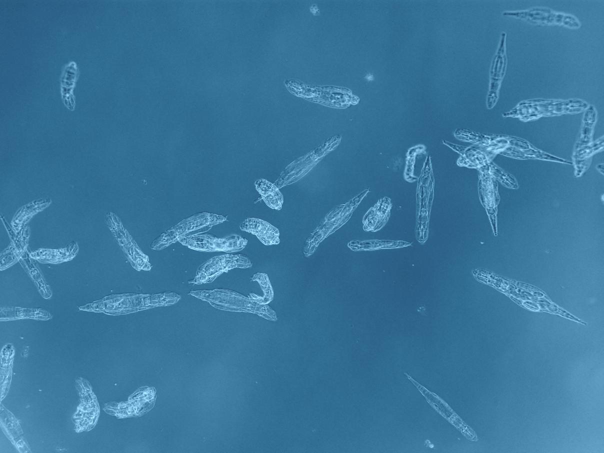 SCK CEN - UNamur - ULB - rotifer in space - 2020