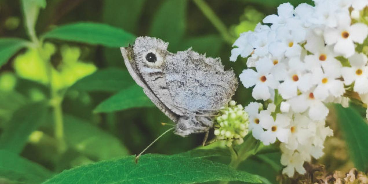 Een heivlinder zit in een bloemenstruik. De vlinder heeft vleugels met een bruine en grijze camouflagepatroon. De vleugels zijn gesloten, met een kleine oogvlek zichtbaar op de achtervleugel.