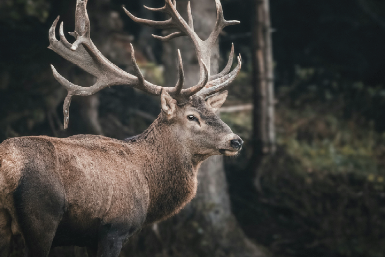 Rendier in donker bos